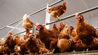La remise en place des galliformes (poules, poulets, pintades, cailles) n’est autorisée que dans les zones stabilisées sur le plan sanitaire. Les animaux doivent être maintenus en bâtiment jusqu’à nouvel ordre. © Philippe Montigny/Filimages La remise en place des galliformes (poules, poulets, pintades, cailles) n’est autorisée que dans les zones stabilisées sur le plan sanitaire. Les animaux doivent être maintenus en bâtiment jusqu’à nouvel ordre. © Philippe Montigny/Filimages